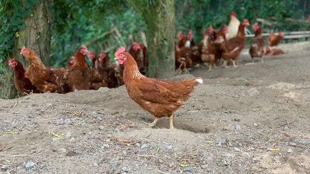 やまいちの淡路放し飼いたまご